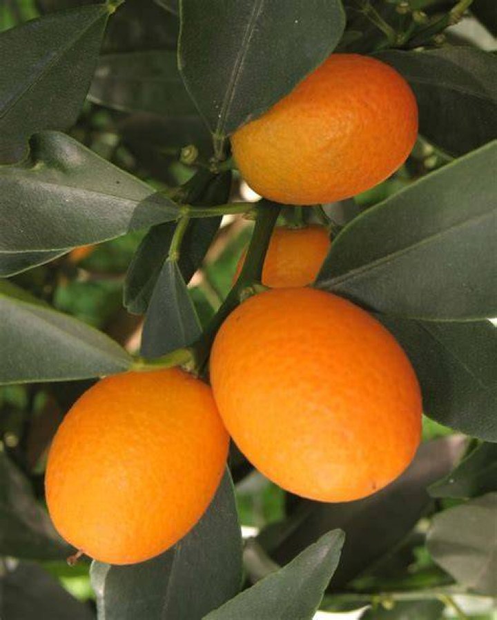 Are all kumquats edible?