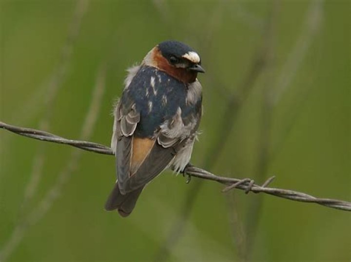 Are there Swallows in California?