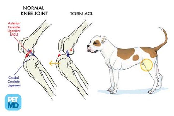 Can a dog tear their ACL in front leg?