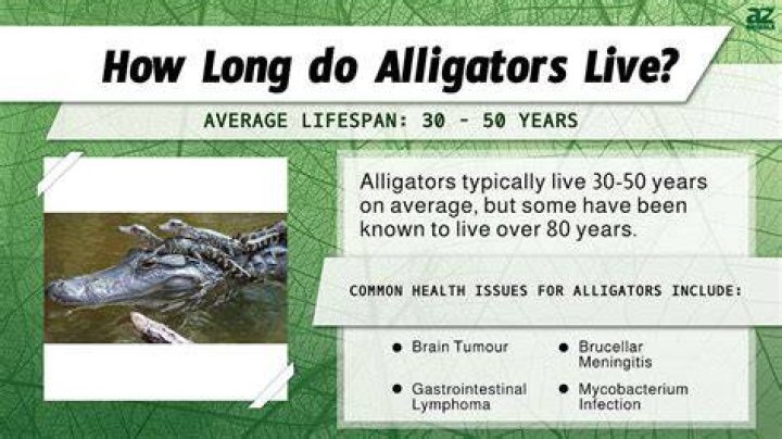 Can alligators get cancer?
