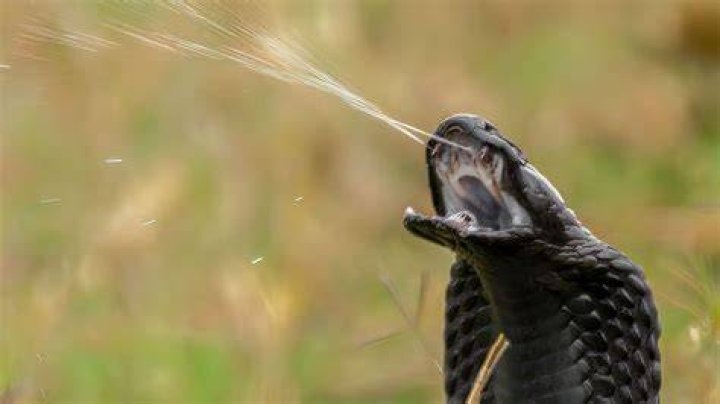 Can cobra venom blind you?