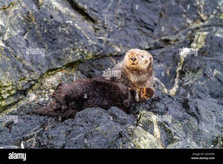 Can sea otters go on land?