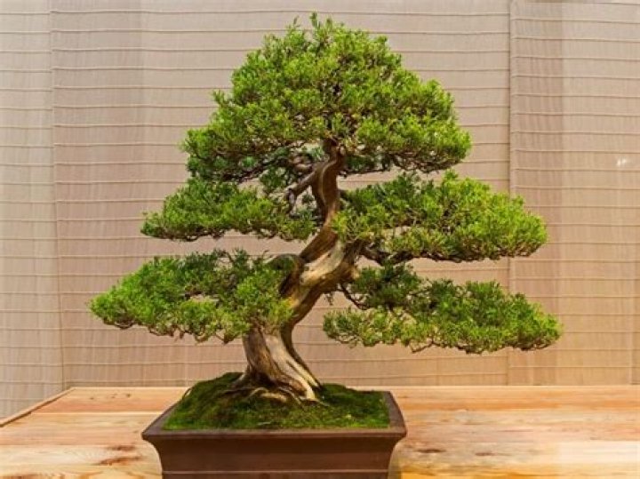 Can you grow bonsai in a greenhouse?