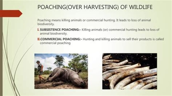 Can you name some organisms which are working against killing or poaching of animals?