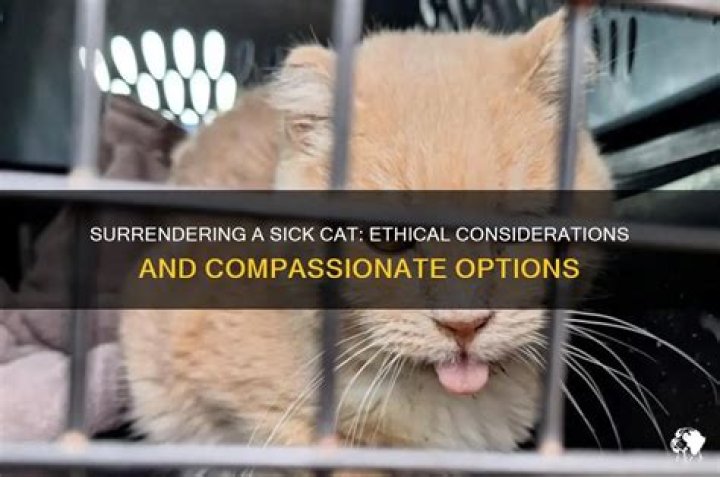 Can you surrender a sick cat?