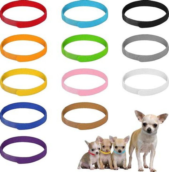 Do puppies like collars?
