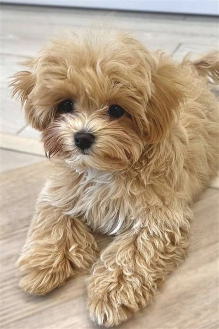 How big does a Maltese teacup grow?