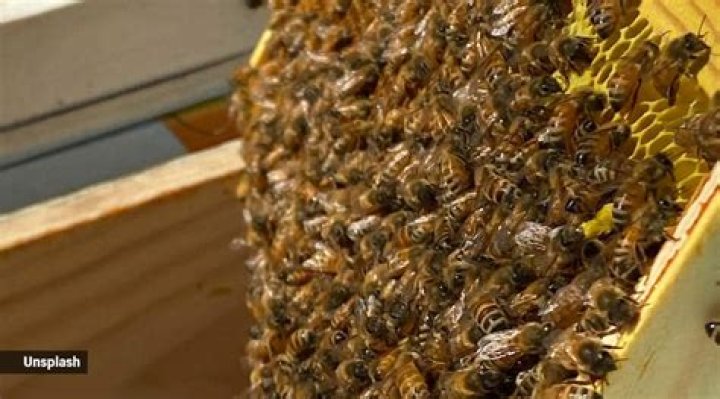 How do I find the source of bees in my house?