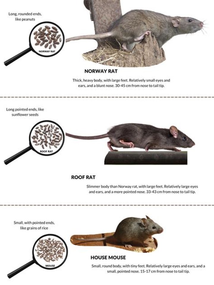 How do rats move?