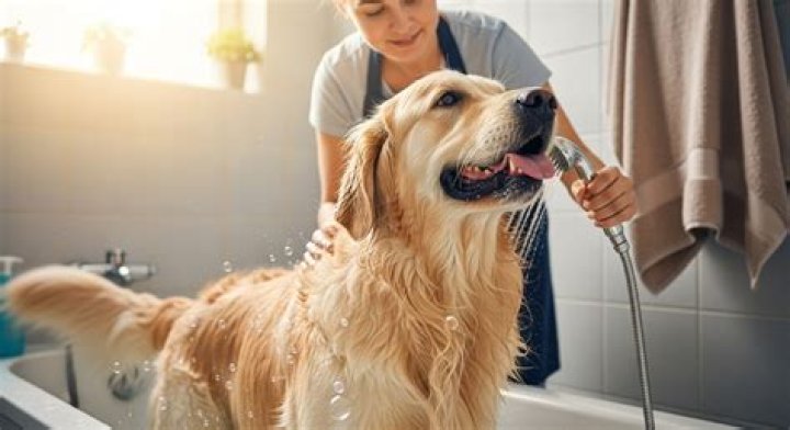 How do you bathe a dog that doesn't like a bath?