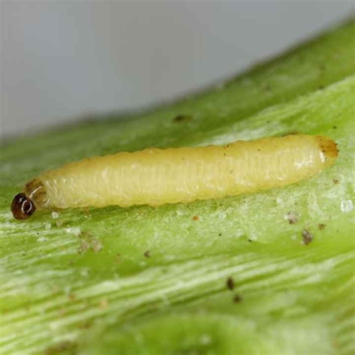 How do you control cabbage root flies?