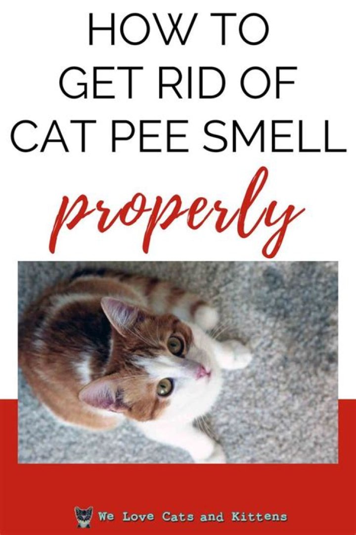 How do you get rid of cat pee smell in air ducts?