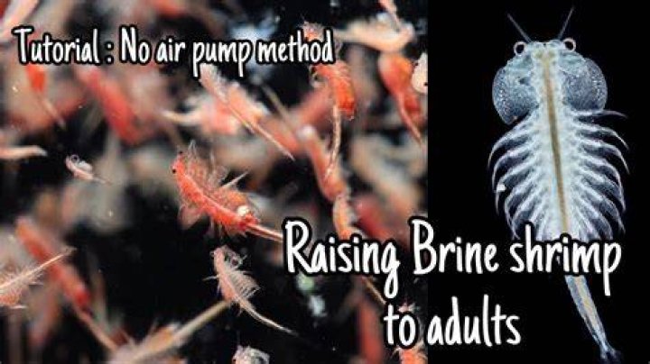 How do you raise baby brine shrimp for adults?