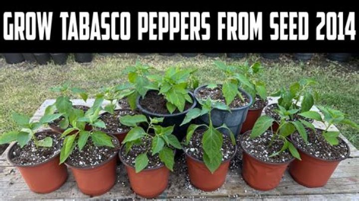 How long do Tabasco pepper plants live?