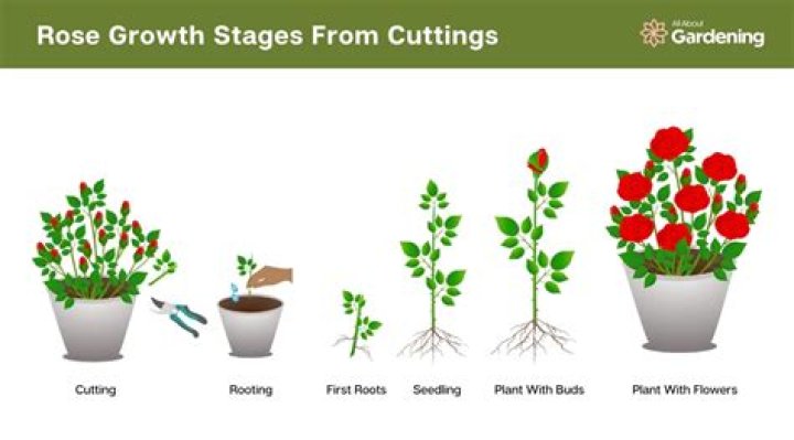 How long does Rose bloom last?