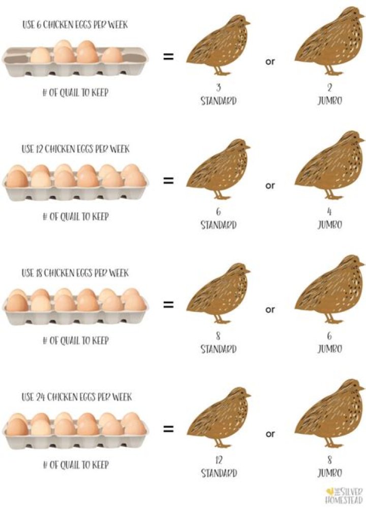 How many eggs a year do quail lay?