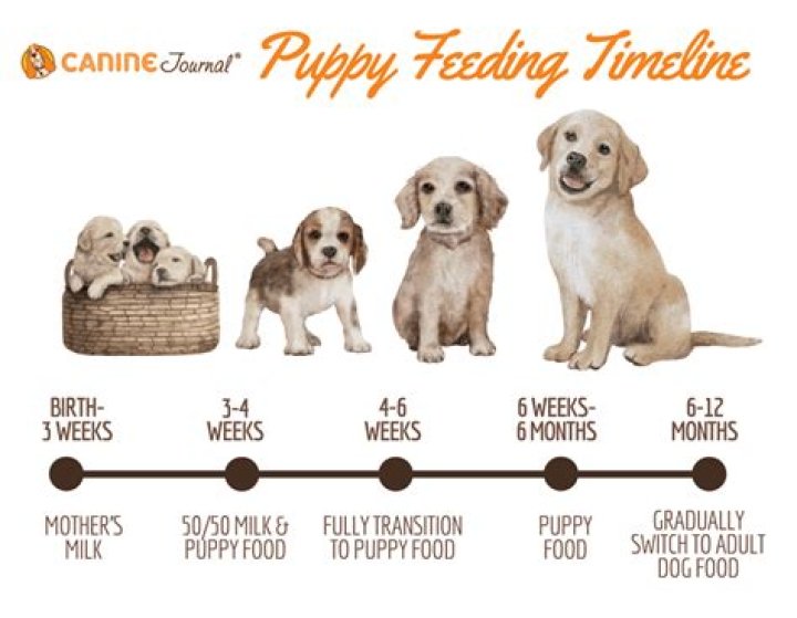 How much do you feed a teacup puppy?