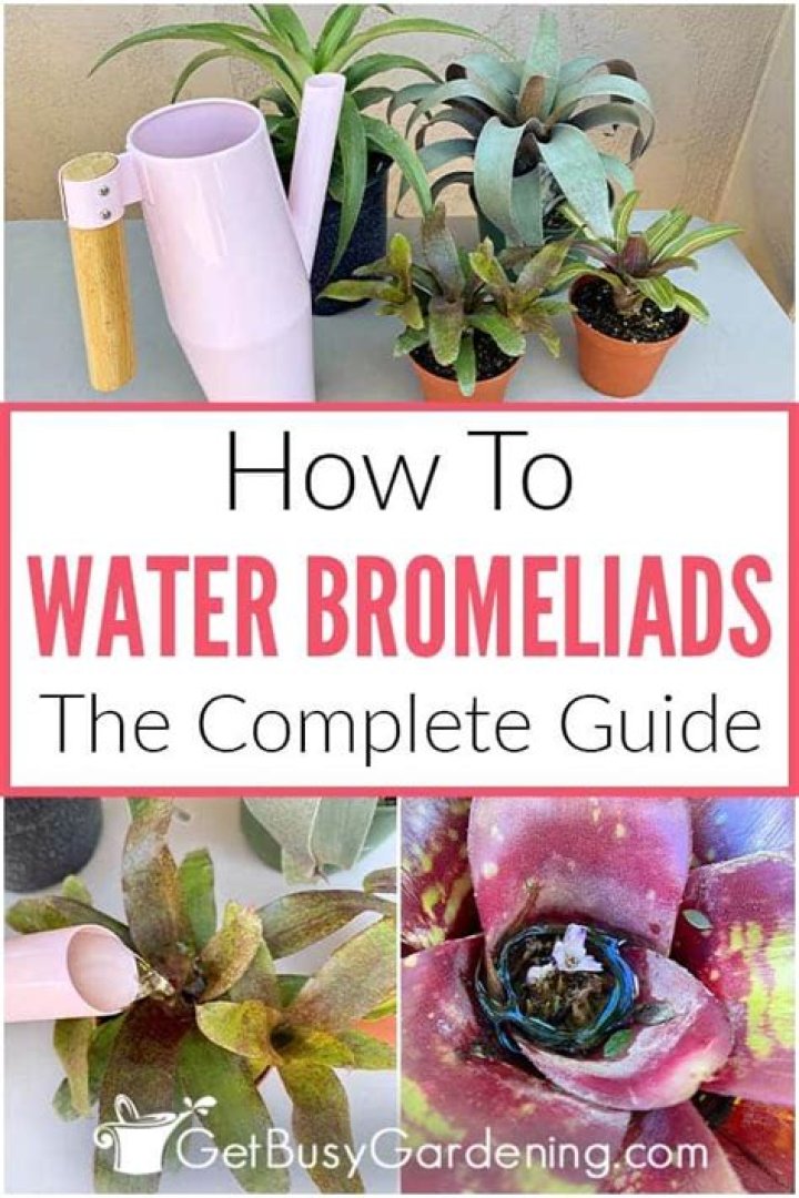 How often do you need to water a bromeliad?