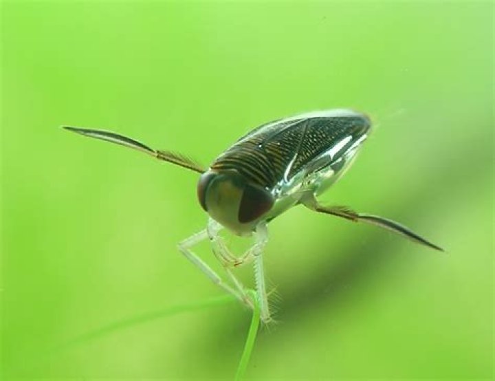 Is a water boatman a consumer?