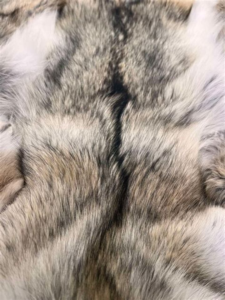 Is coyote fur expensive?