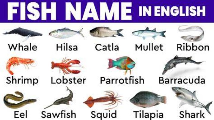 Is there a fish called Taylor?