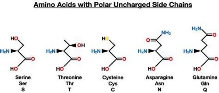 What amino acids are in breast milk?