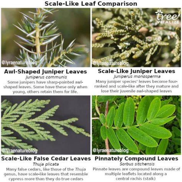 What are cedar leaves called?