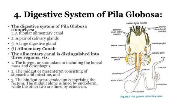 What are the different parts of digestive system of Pila?