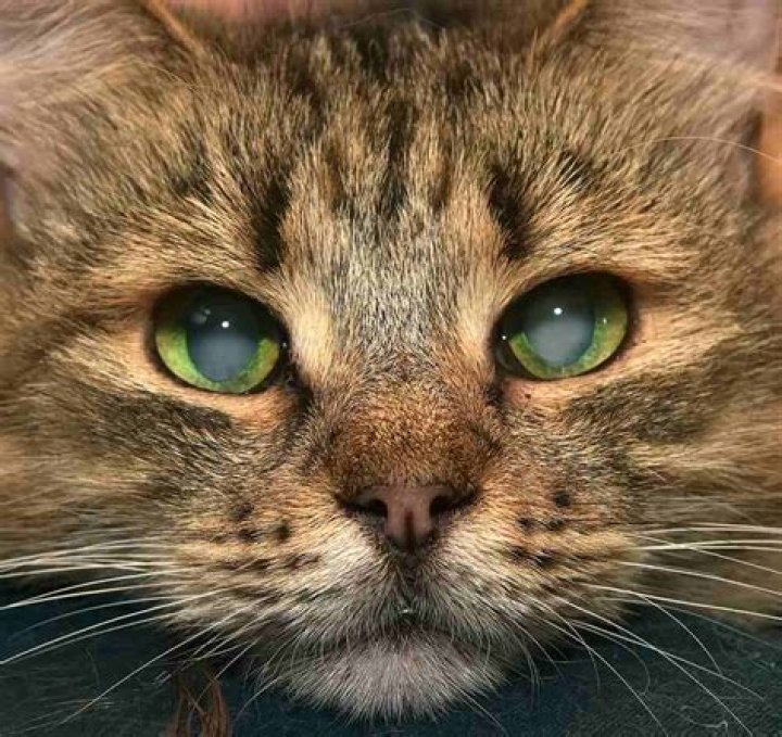 What causes sudden blindness in cats?