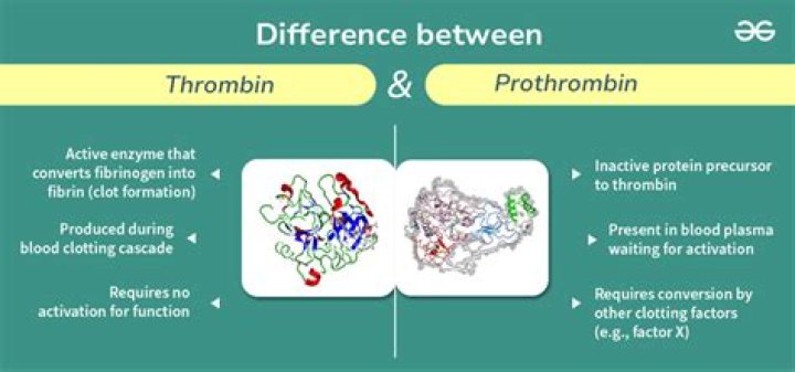 What does thrombin due to protein structure?