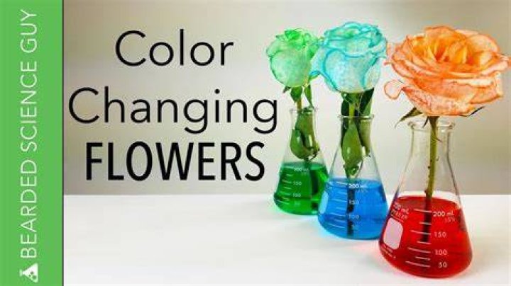 What flowers change color with food coloring?