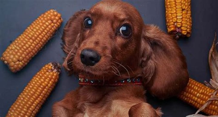 What happens if your dog eats corn on the cob?