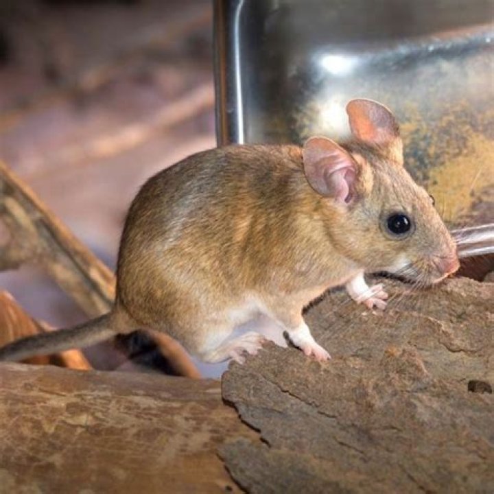 What is a pack rat in slang?