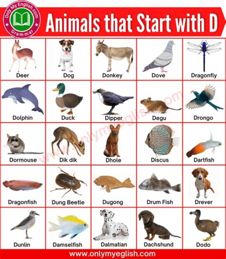 What is an animal that starts with D?
