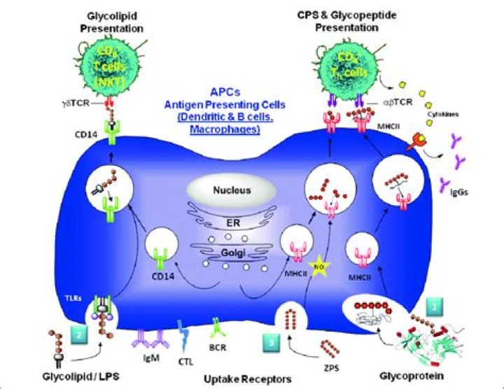 What is KPB antigen?