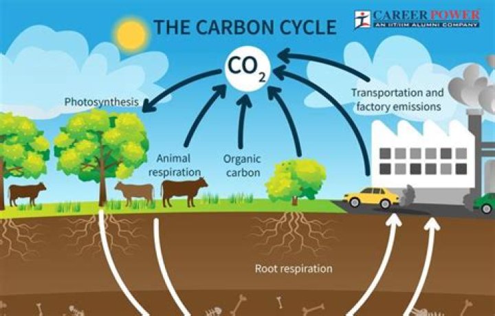 What is the function of carbon cycle?