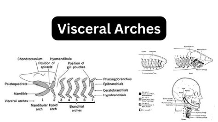 What is visceral situs?