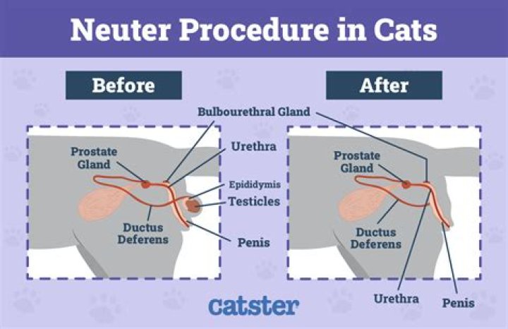 What will happen if I neuter my cat?