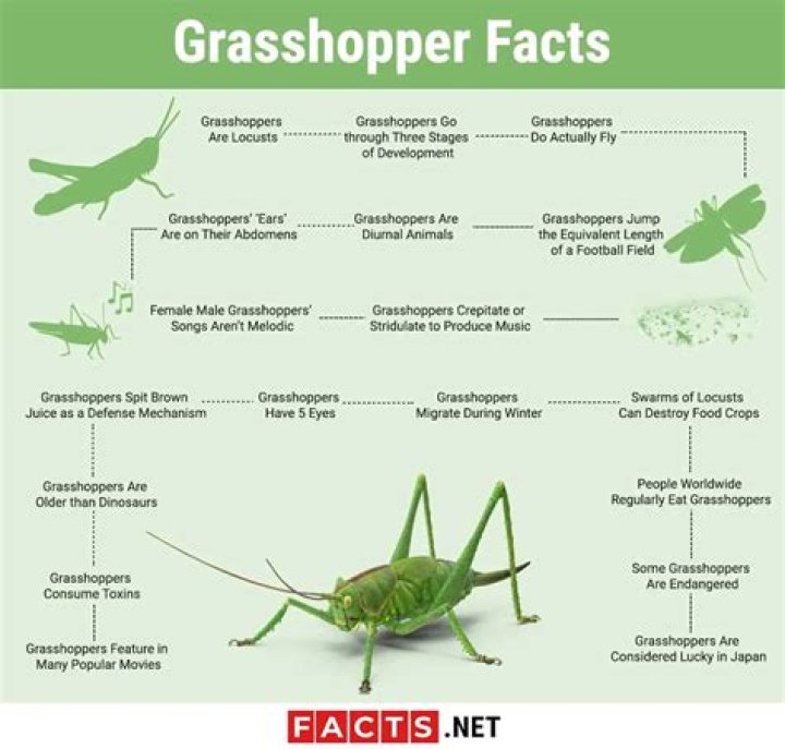 Where do grasshoppers live?
