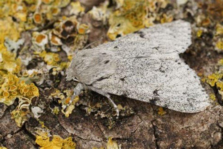 Where do Miller moths migrate to?