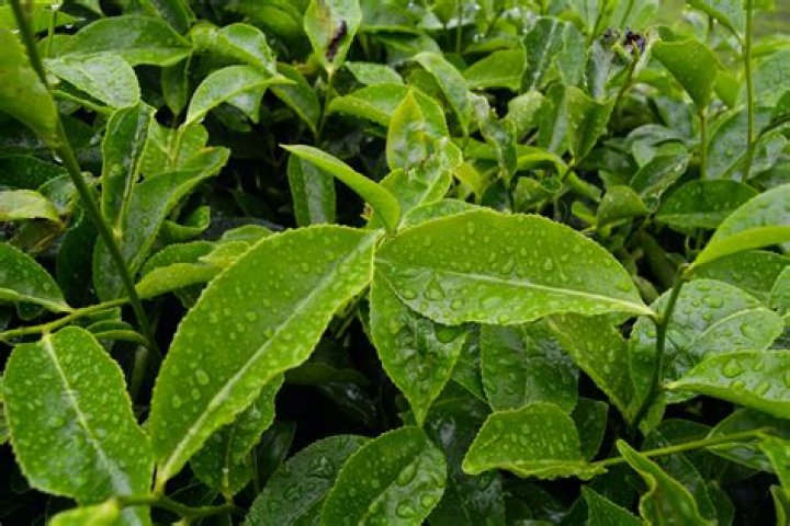 Where is yellow tea grown?