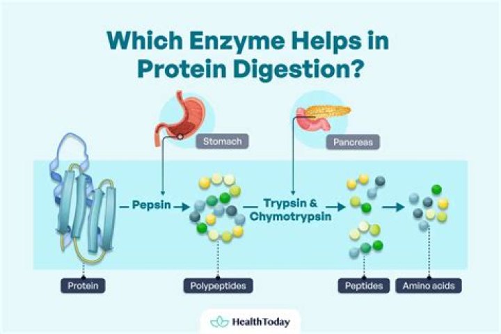Which enzyme initiates protein digestion?