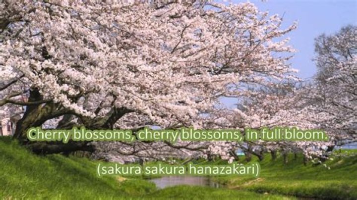 Which of the following best describe the traditional Japanese folk song Sakura?
