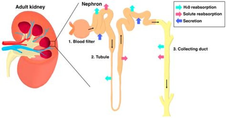 Which segments of the nephron reabsorb Na+?