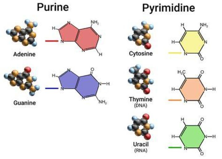 Why do purines bond with pyrimidines?