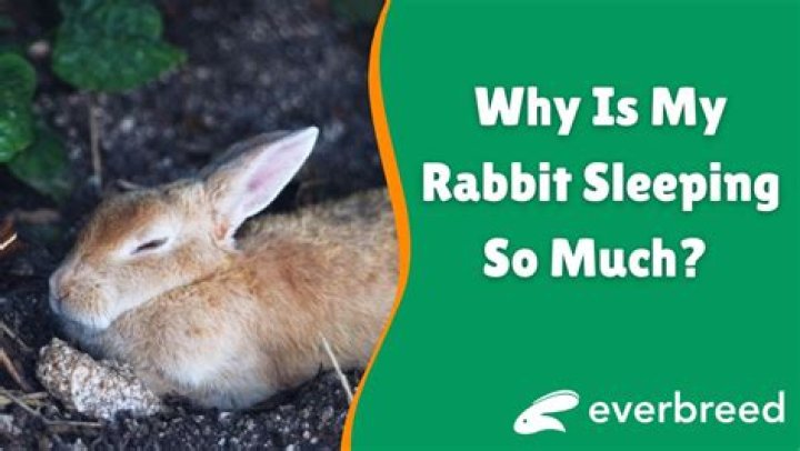 Why is my rabbit sleepy?