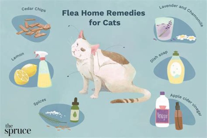 Will beagles kill cats?